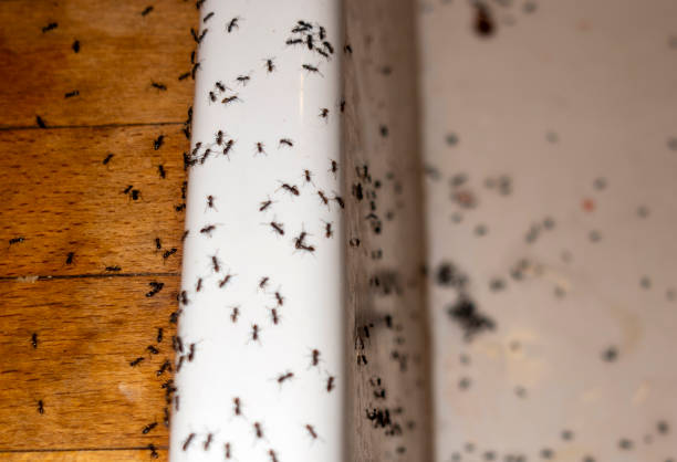 Best Termite Control Services  in Rensselaer, IN